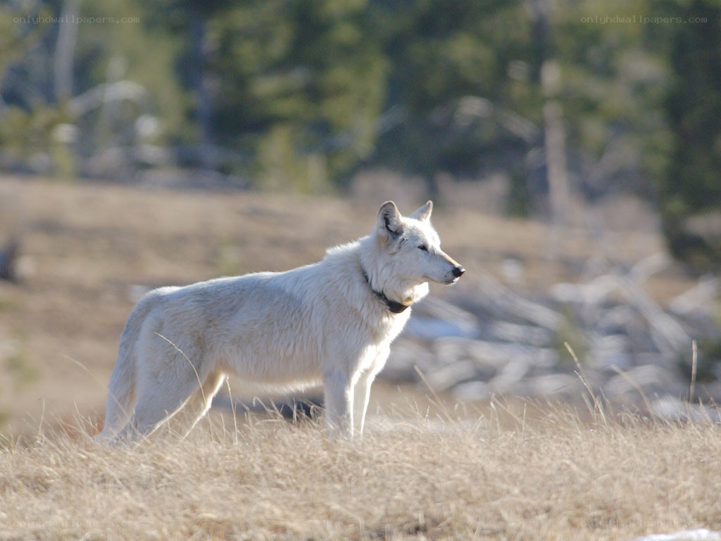 white wolf in a field