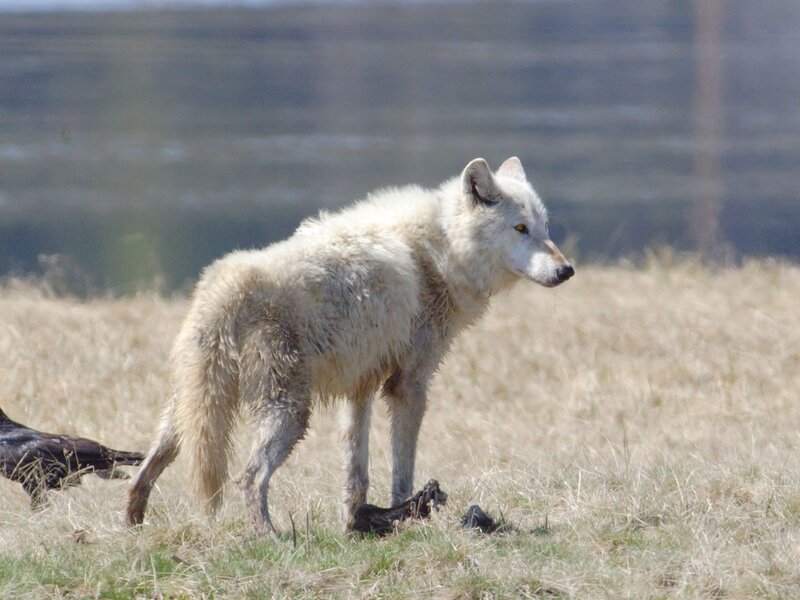 white wolf in a field