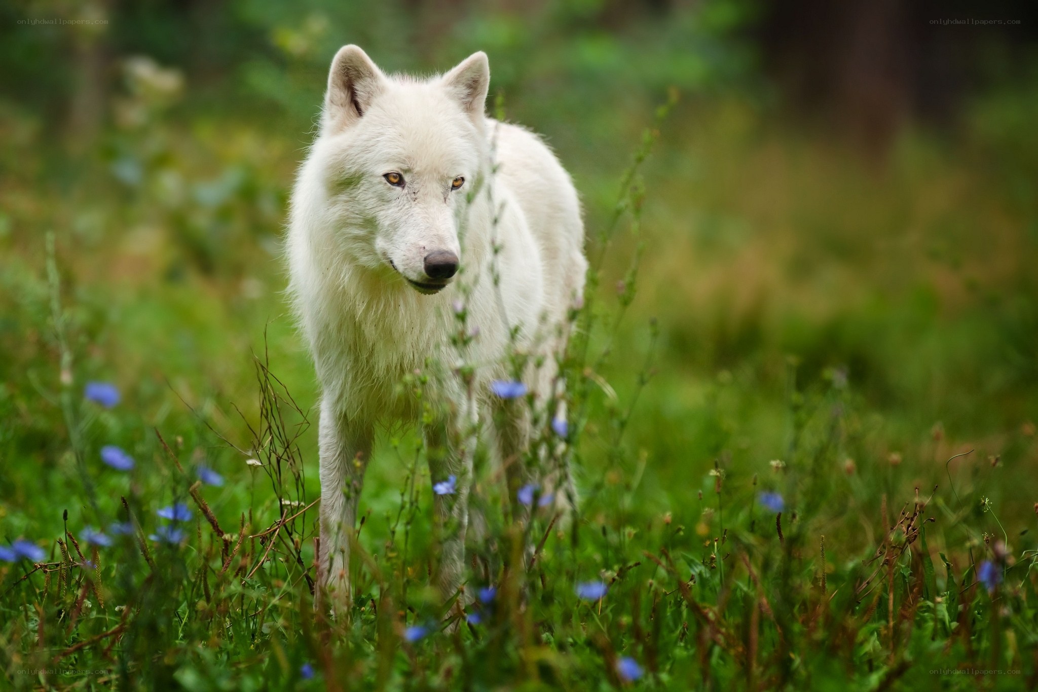 white wolf in a meadow