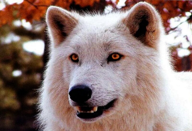 White Wolf in Autumn — Alert
