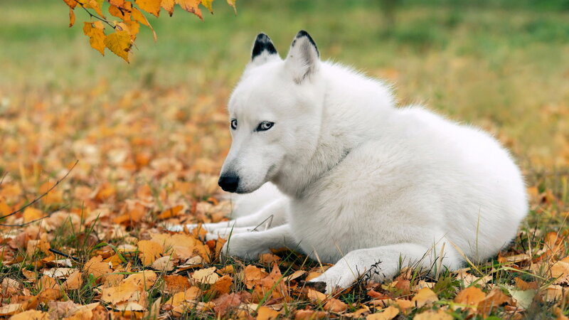 White Wolf in Autumn — Calm, Photograph