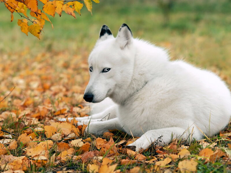 White Wolf in Autumn — Calm