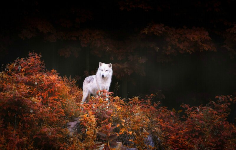 White Wolf in Autumn — Dramatic