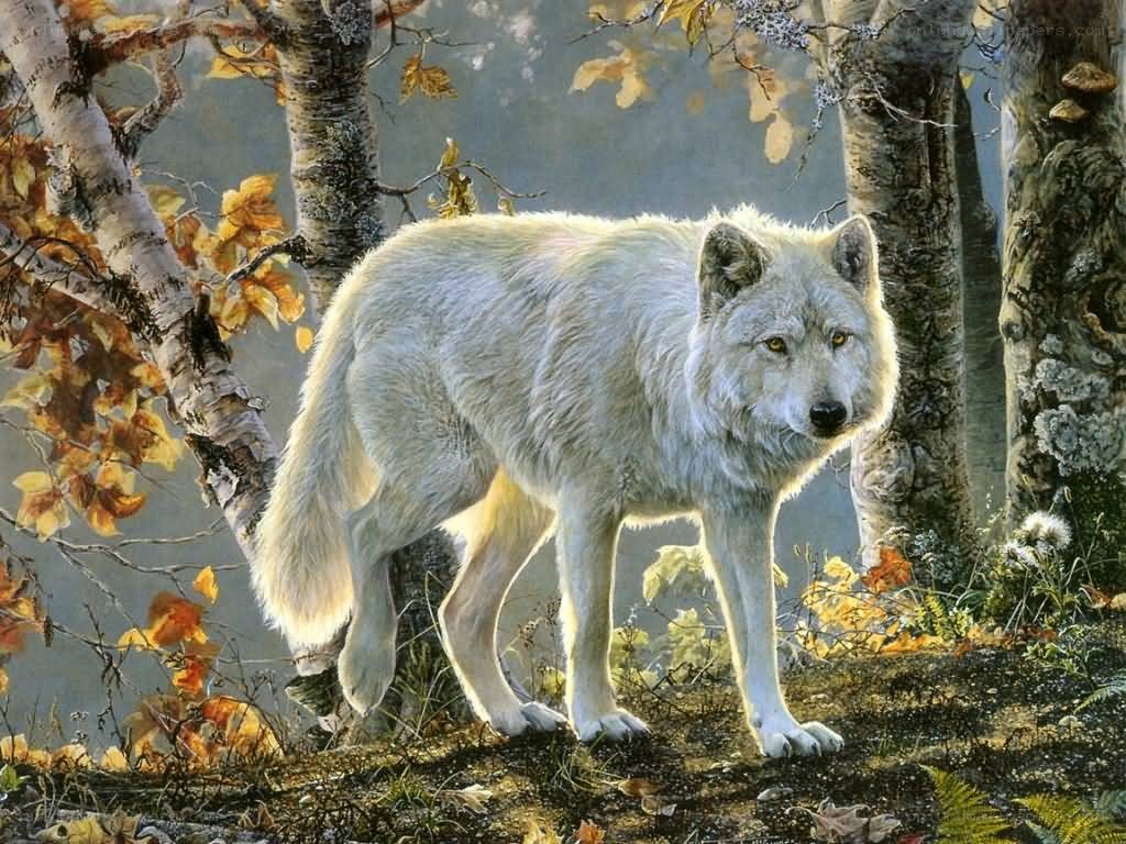 white wolf in autumn forest