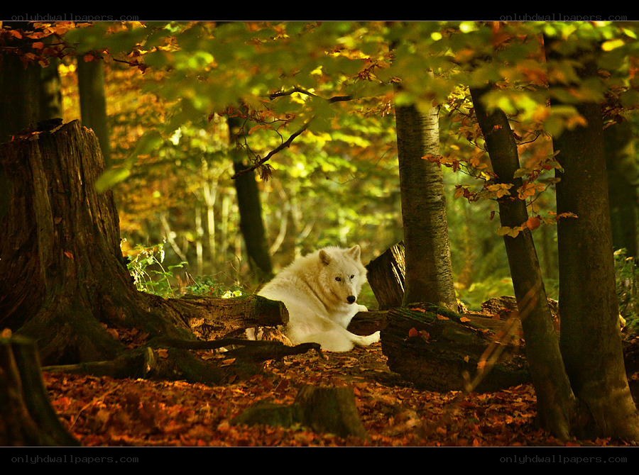 White wolf in autumn forest