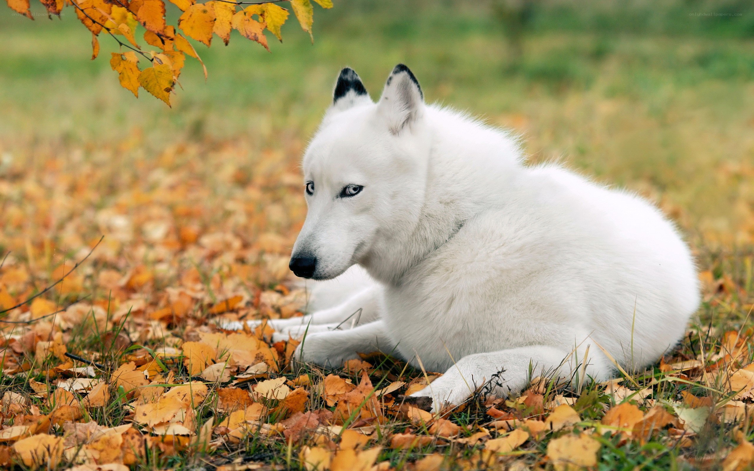 White wolf in autumn leaves