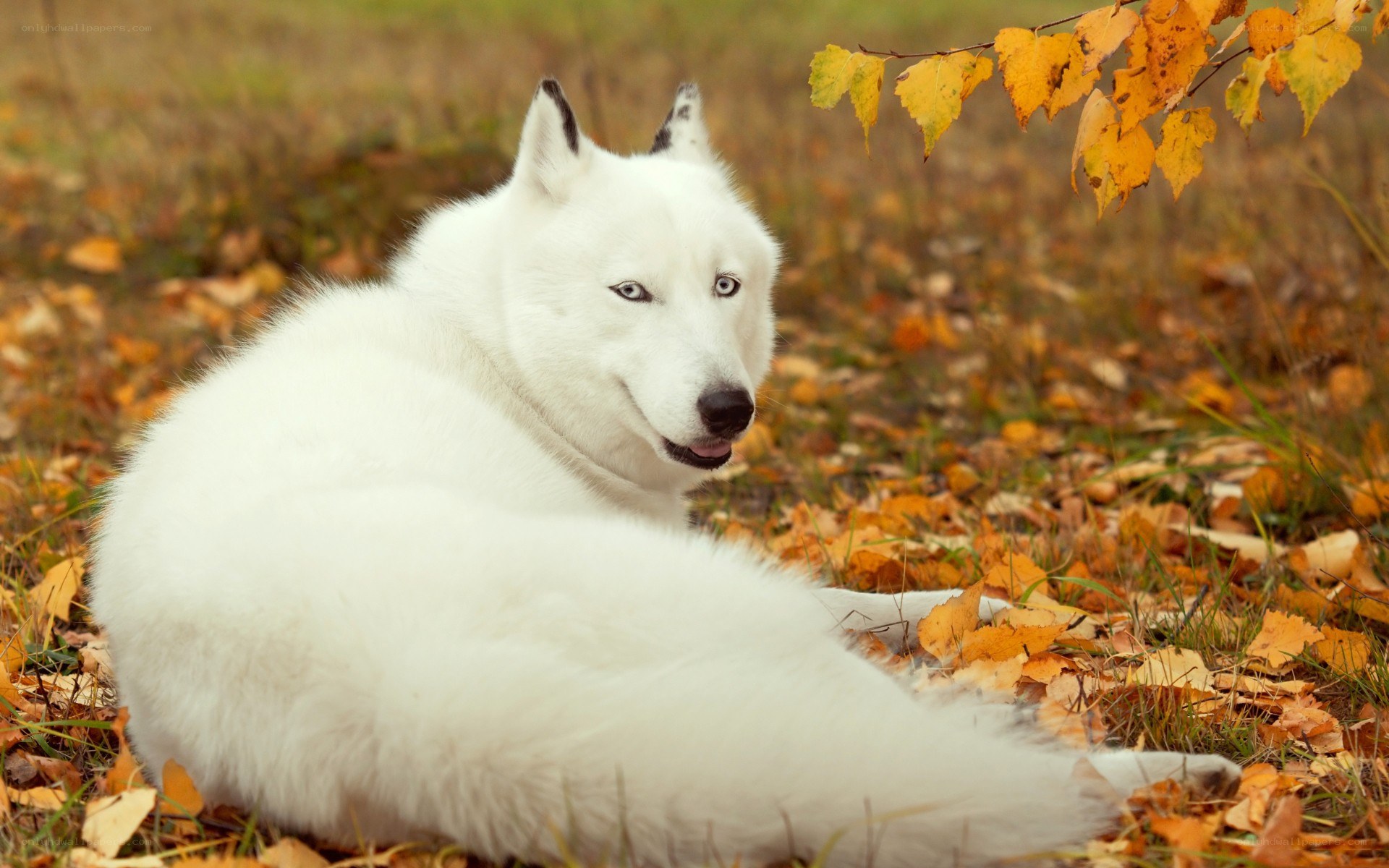 white wolf in autumn leaves
