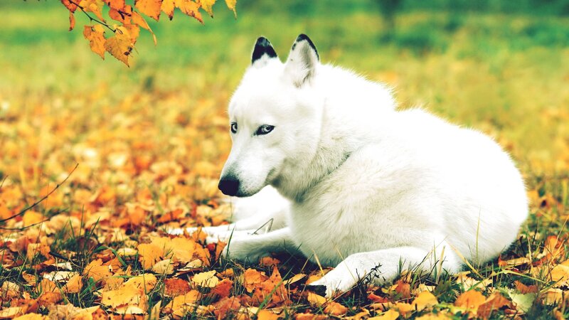 White Wolf in Autumn Leaves — Calm