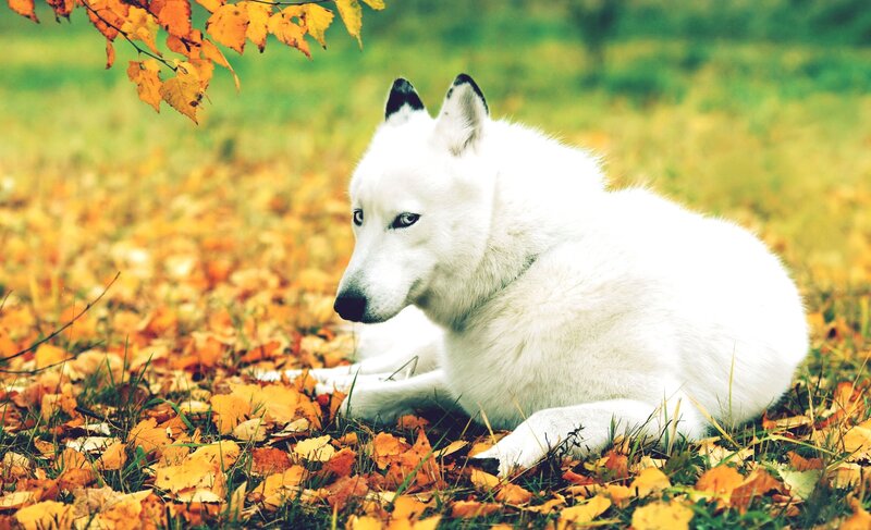White Wolf in Autumn Leaves — Serene