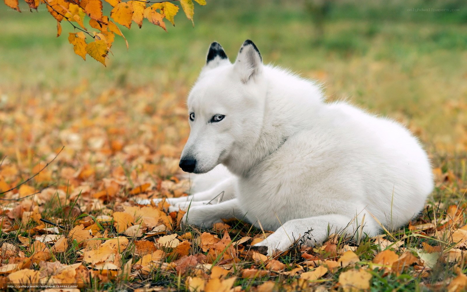 white wolf in autumn leaves
