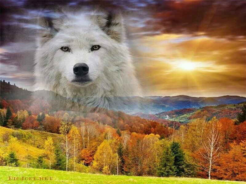 White Wolf in Autumn — Orange