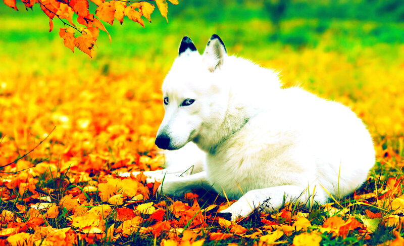White Wolf in Autumn — Serene