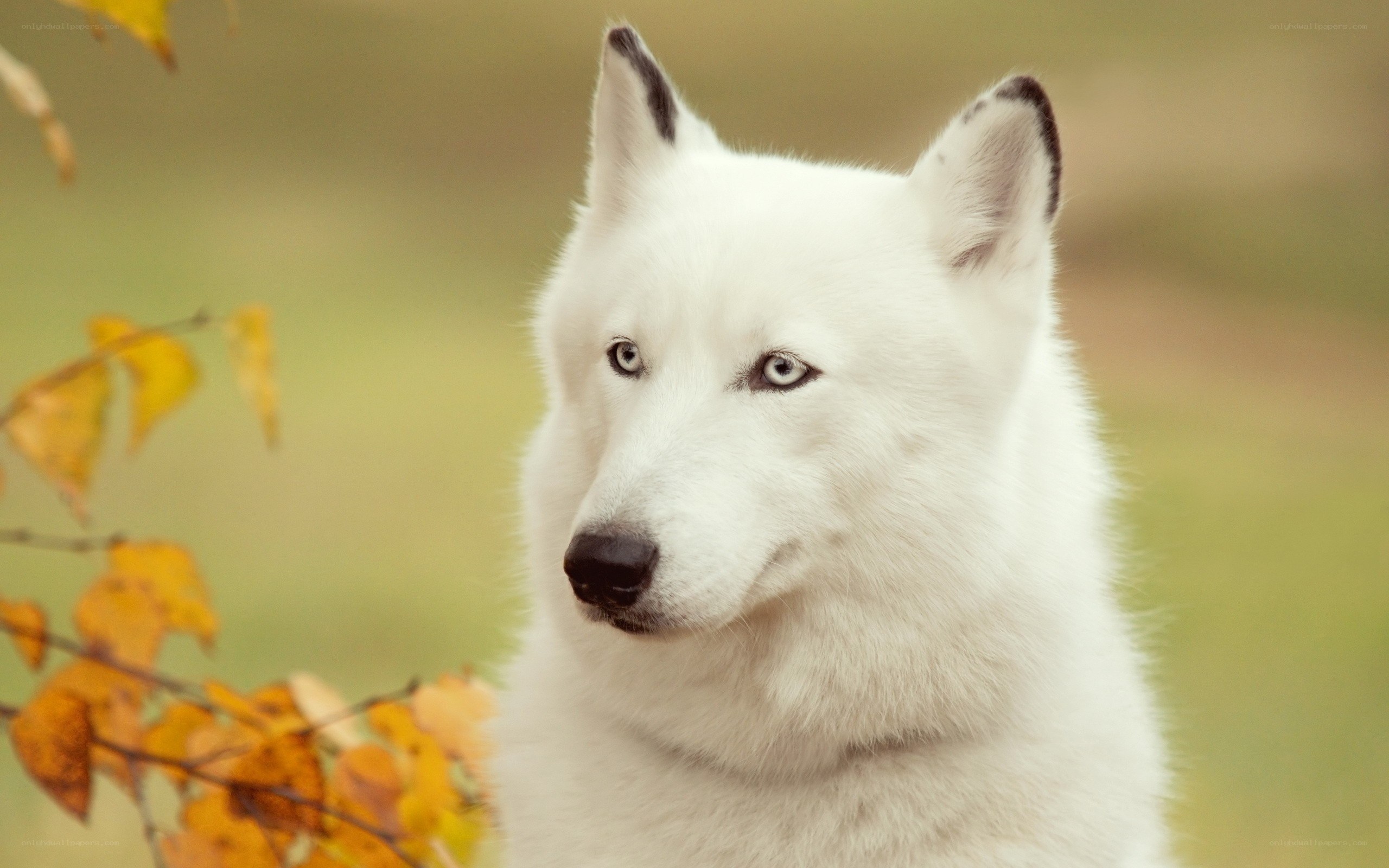 white wolf in autumn