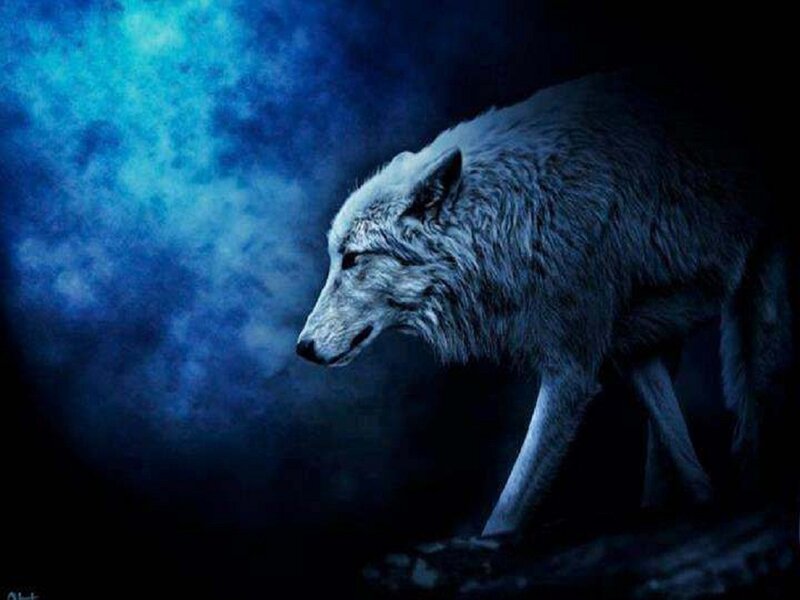 White Wolf in Blue Light