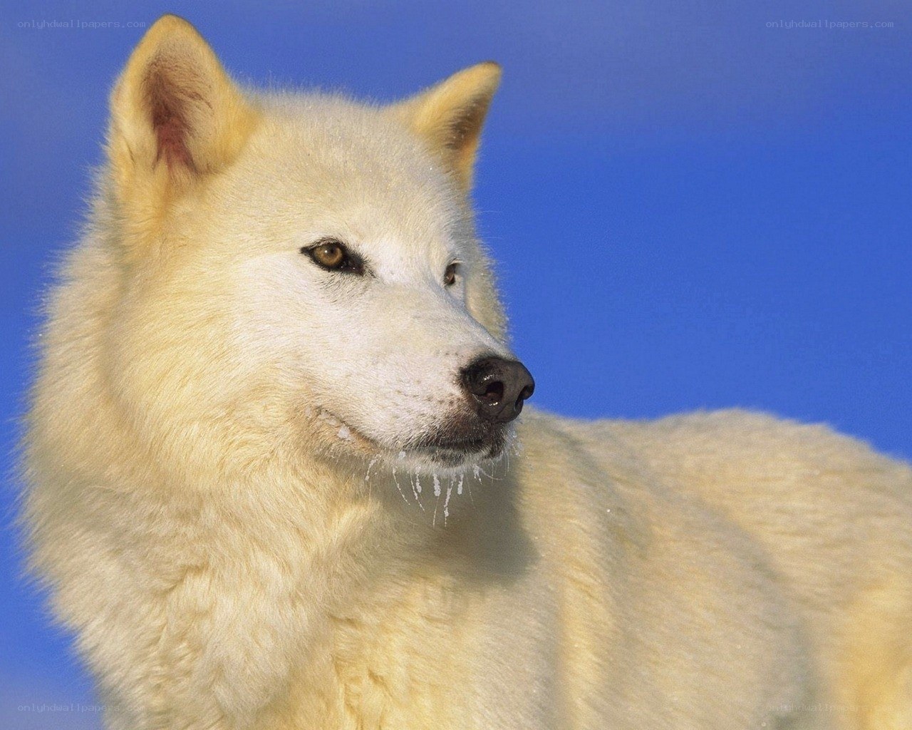white wolf in blue sky