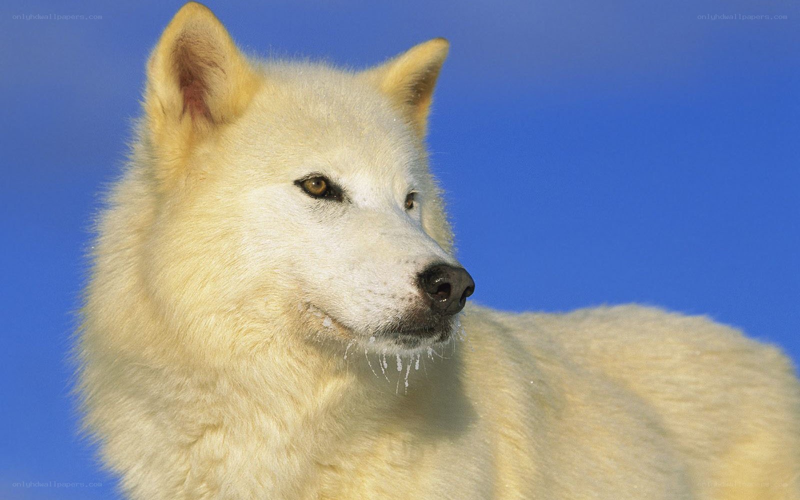 white wolf in blue sky