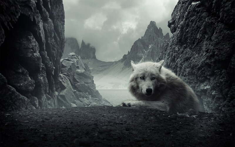 White Wolf in Canyon — Gray, Dramatic, Photograph, Mountains, Clouds