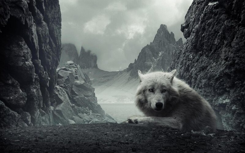 White Wolf in Canyon — Gray, Dramatic, Photograph, Mountains