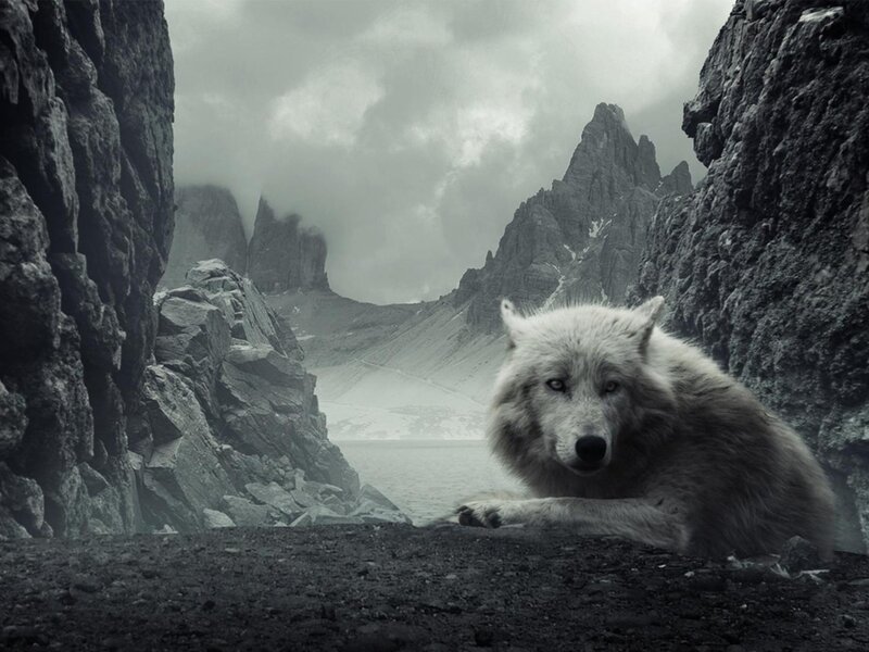 White Wolf in Canyon — Gray, Dramatic