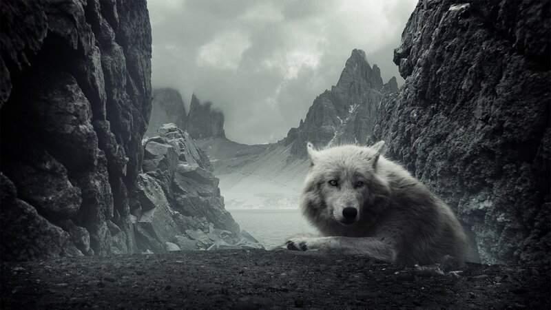 White Wolf in Canyon — Gray