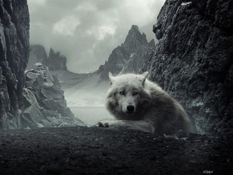 White Wolf in Canyon