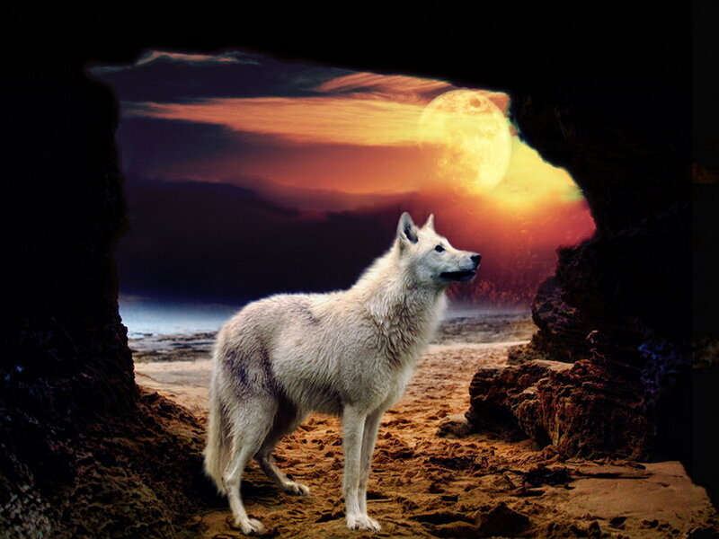 White Wolf in Cave — Dramatic, Night