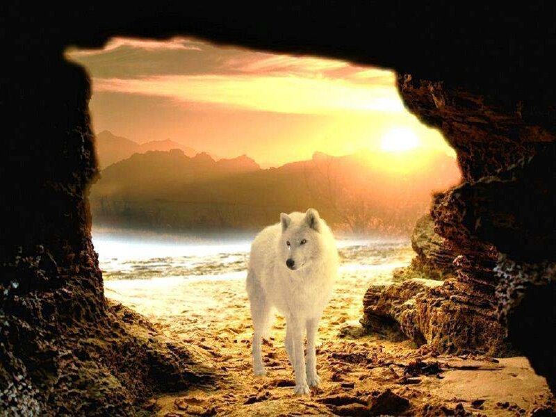 White Wolf in Cave — Dramatic