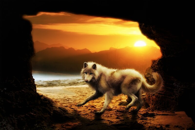 White Wolf in Cave — Orange
