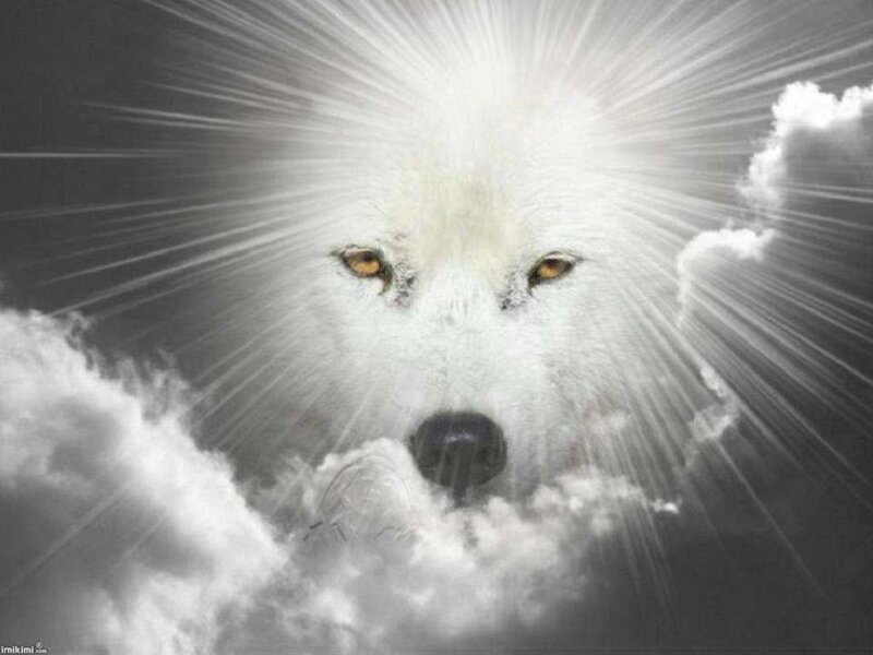 White Wolf in Clouds