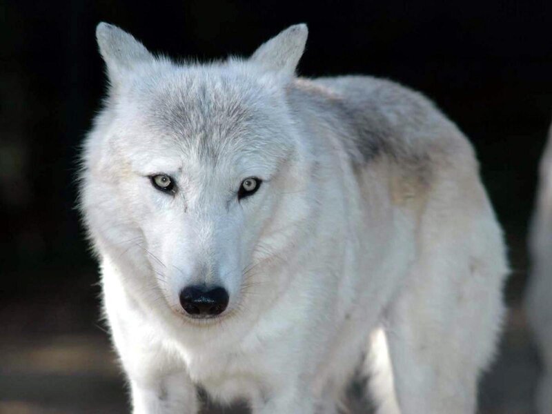 White Wolf in Dark Setting