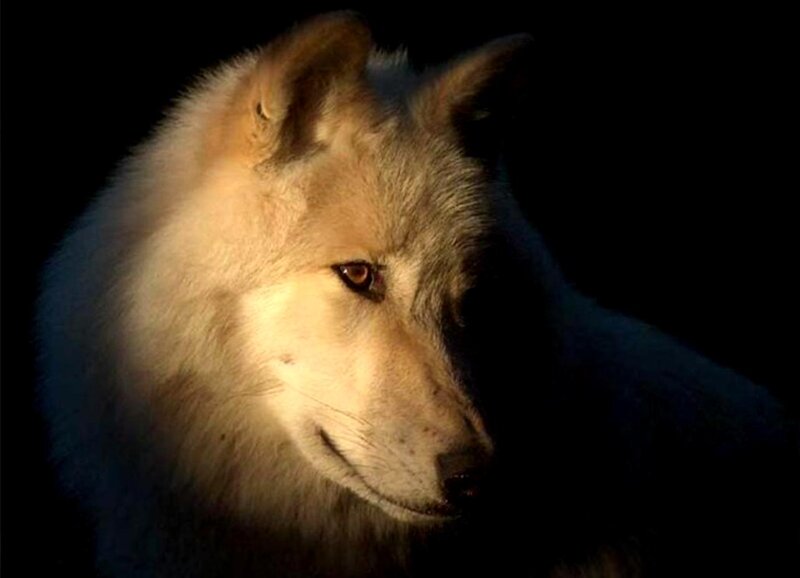 White Wolf in Darkness