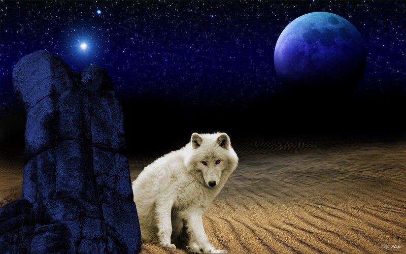 White Wolf in Desert — Blue