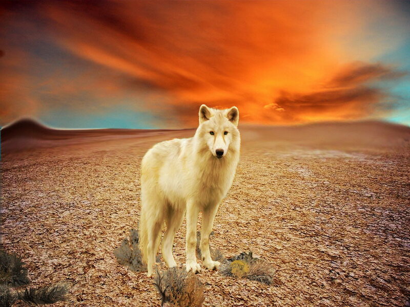 White Wolf in Desert