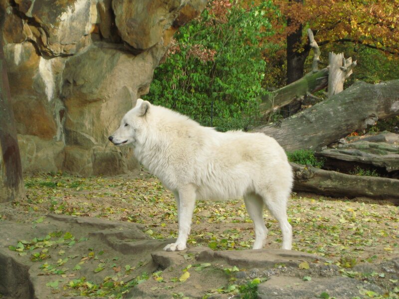 white wolf in enclosure