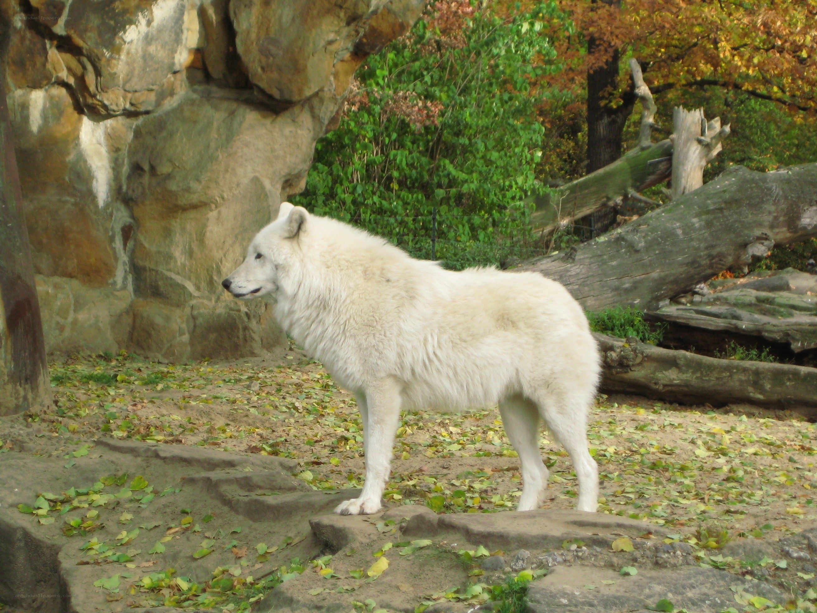 white wolf in enclosure