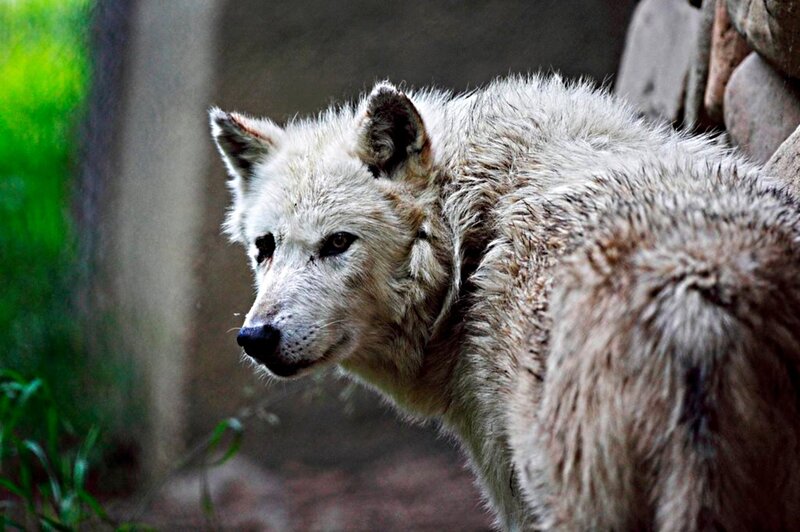 White Wolf in Enclosure — Alert, Photograph
