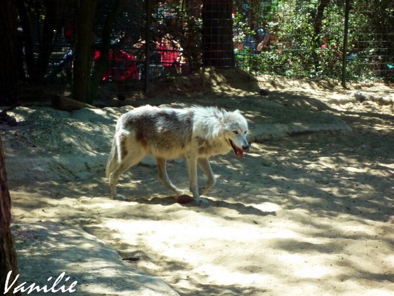 White Wolf in Enclosure — Calm, Afternoon