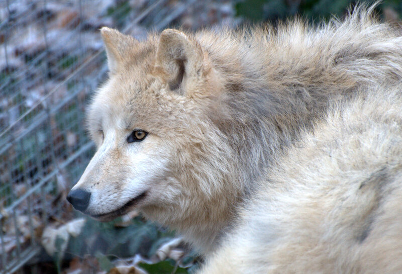 White Wolf in Enclosure — Calm, Autumn
