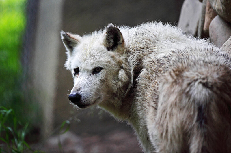 White Wolf in Enclosure — Calm