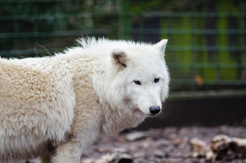 white wolf in enclosure