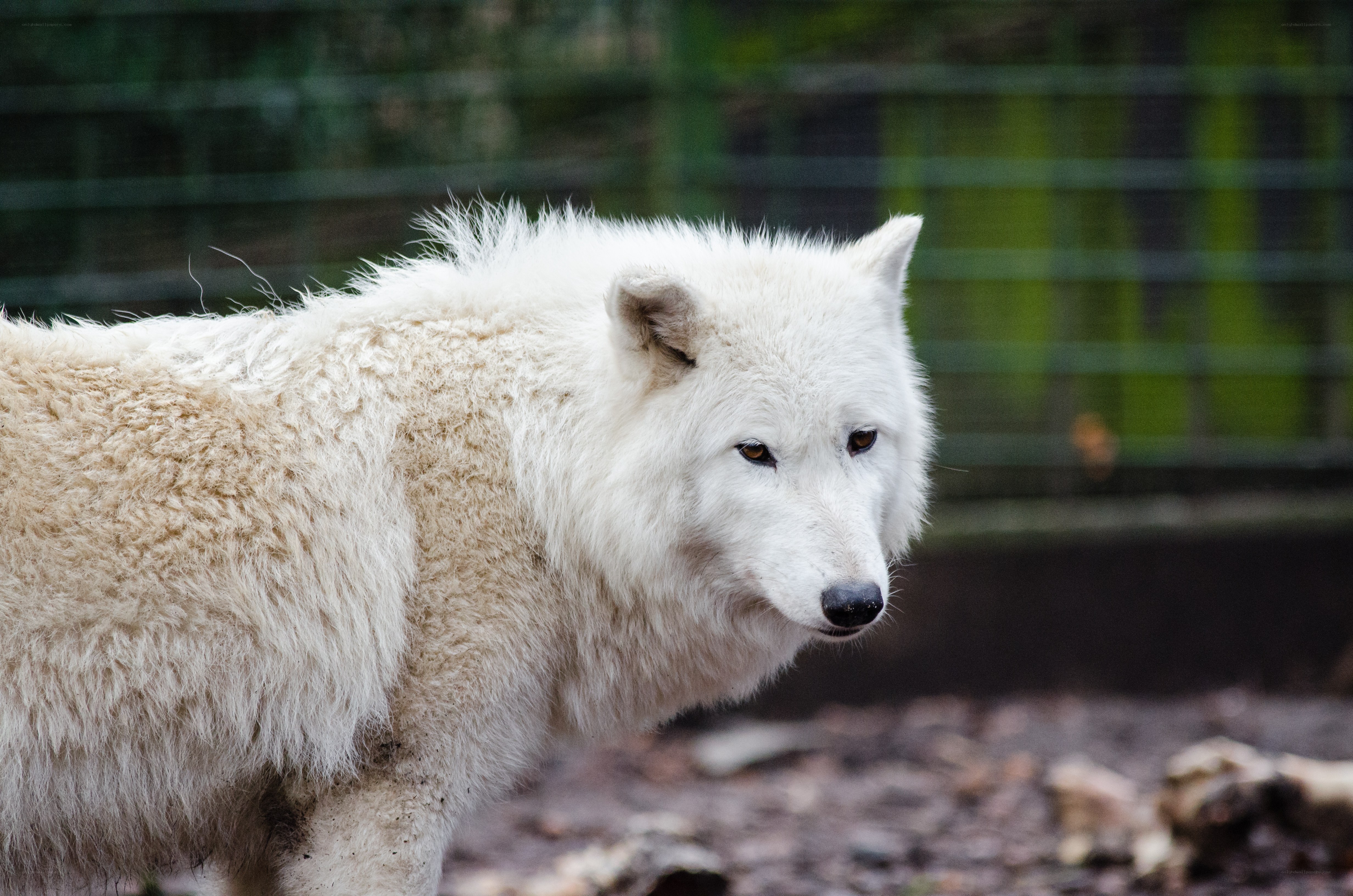 white wolf in enclosure
