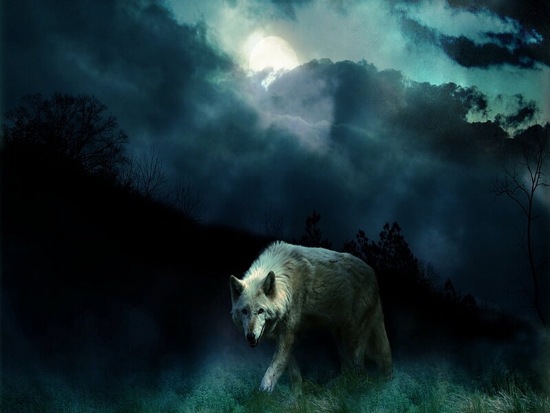 White Wolf in Field — Blue