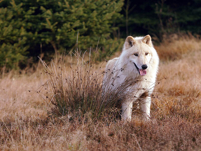 White Wolf in Field — Brown