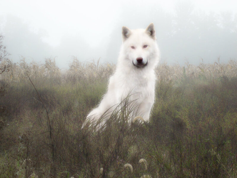 White Wolf in Field — Misty