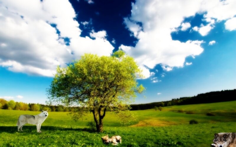 White Wolf in Field