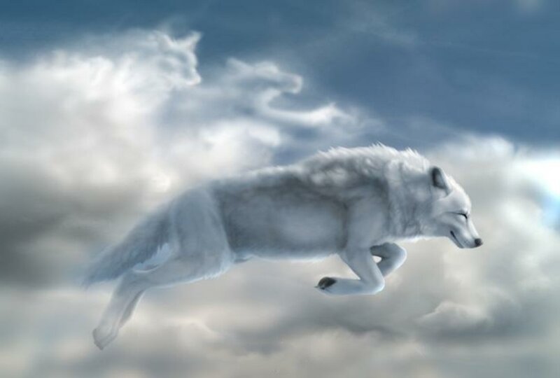White Wolf in Flight — Serene