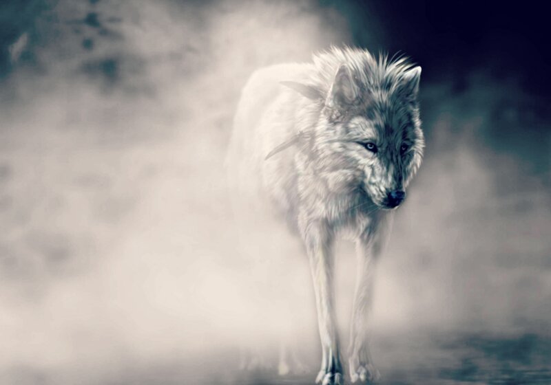 White Wolf in Fog — Gray, Dramatic