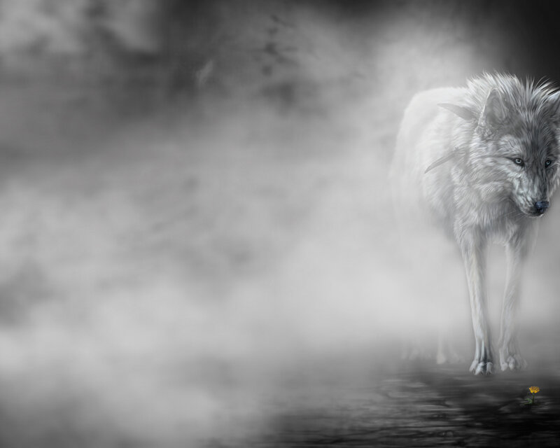 White Wolf in Fog — Gray