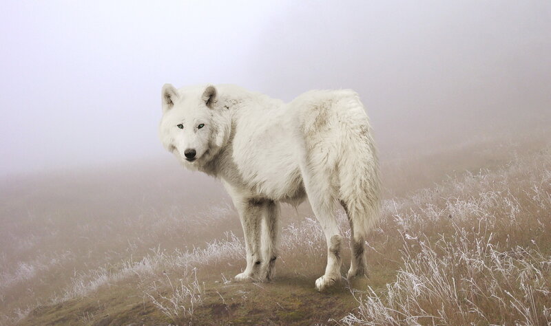 White Wolf in Fog — Misty