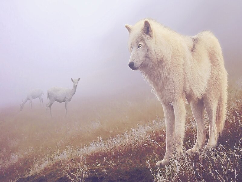 White Wolf in Fog